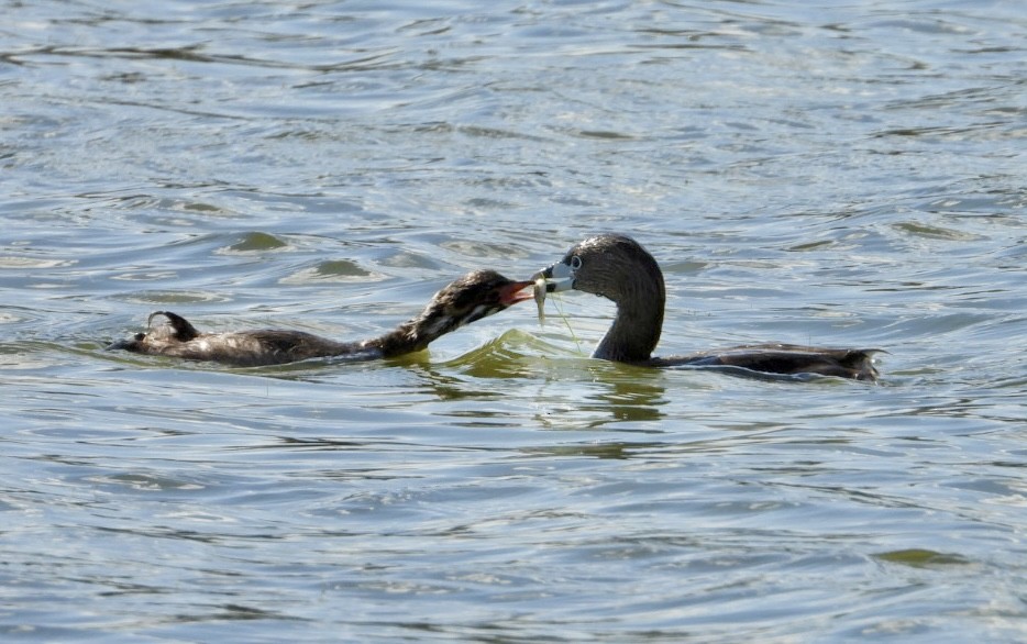 Pied-billed Grebe - ML620691848