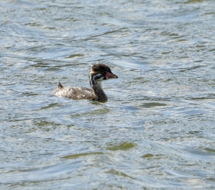 Pied-billed Grebe - ML620691849