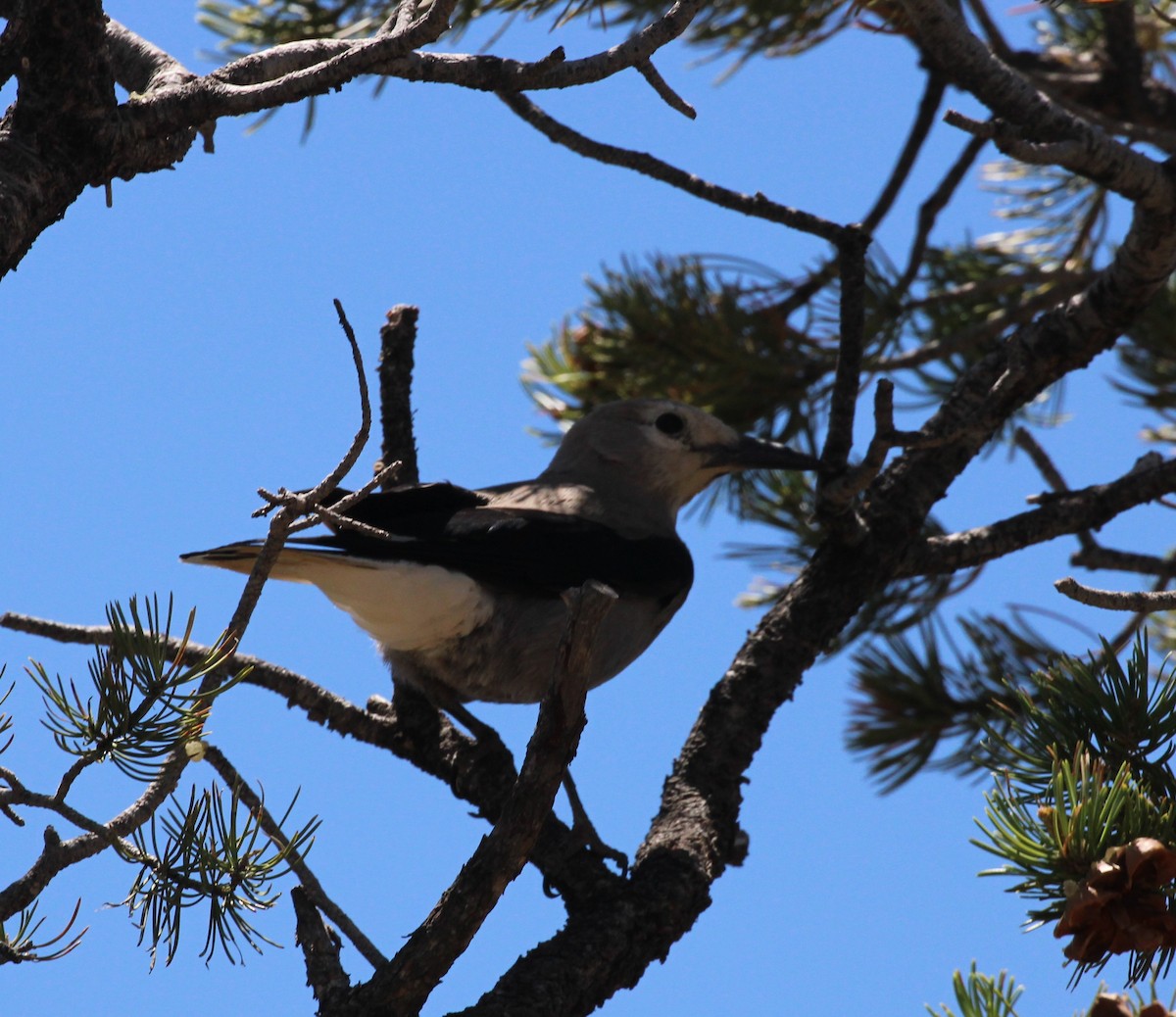 Clark's Nutcracker - Andrew From