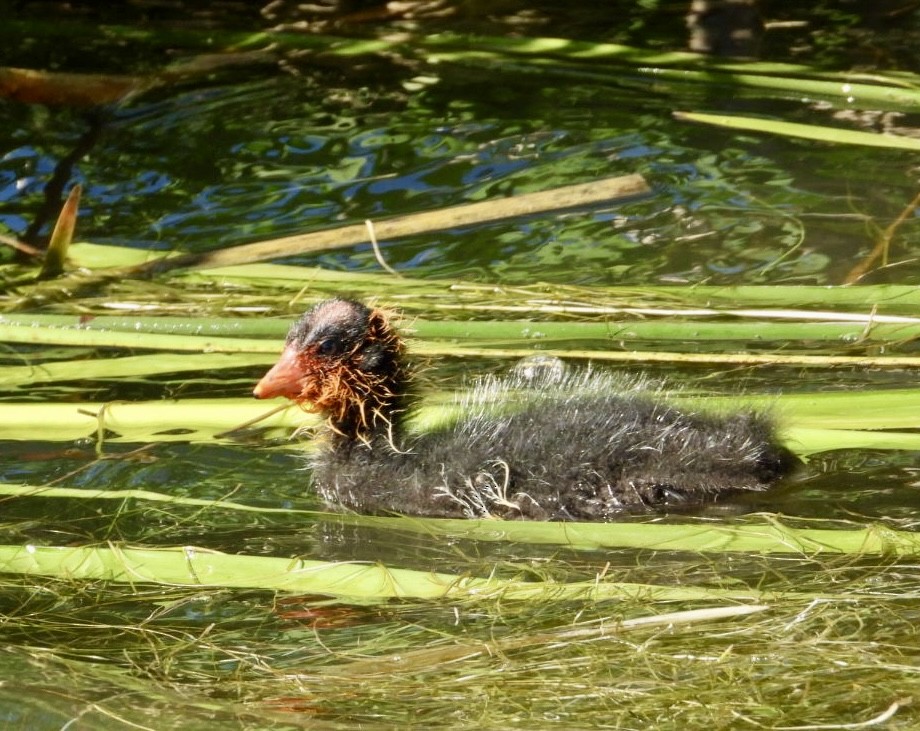 American Coot - ML620691853