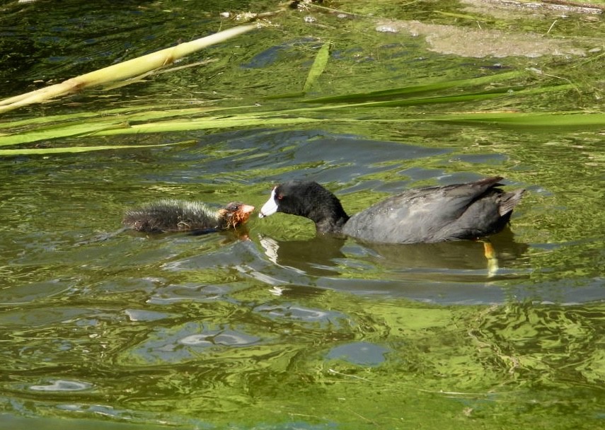 American Coot - ML620691855