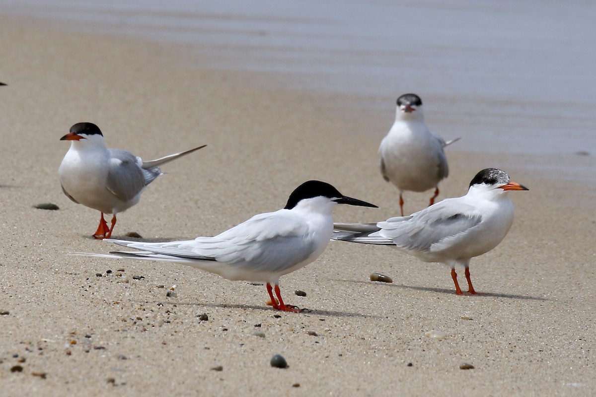 Roseate Tern - ML620691857