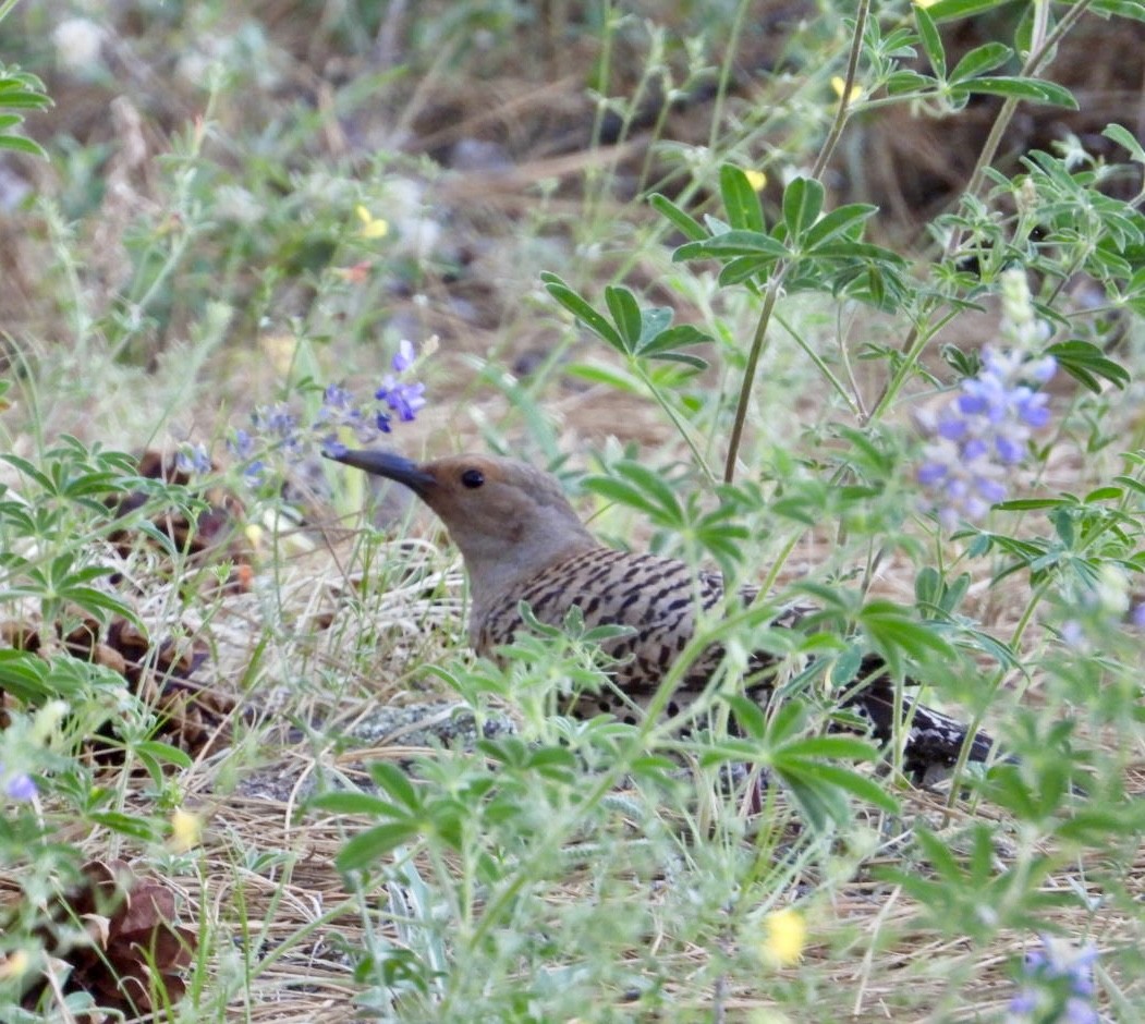 Northern Flicker - ML620691858