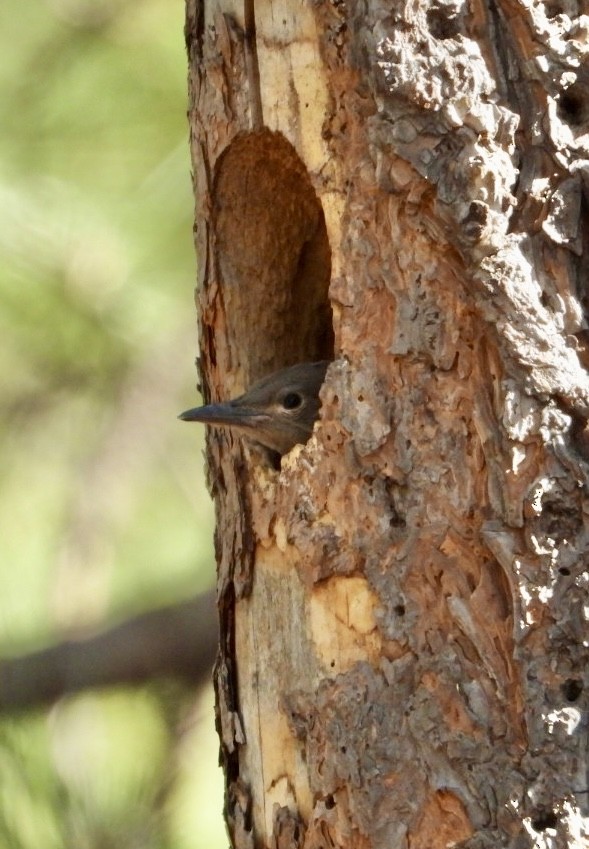 Northern Flicker - ML620691859