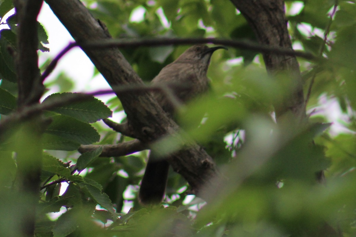 Crissal Thrasher - ML620691862