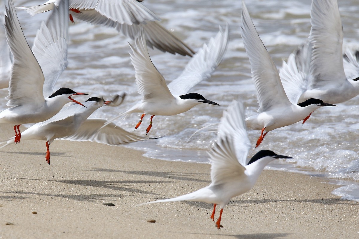 Roseate Tern - ML620691868