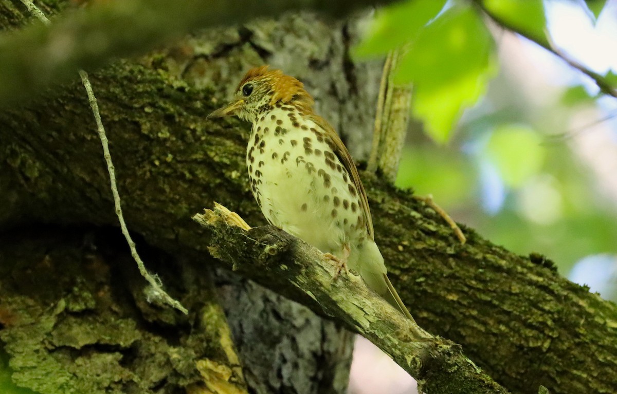 Wood Thrush - ML620691870