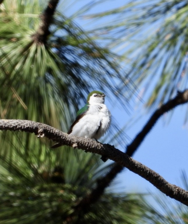 Violet-green Swallow - ML620691871