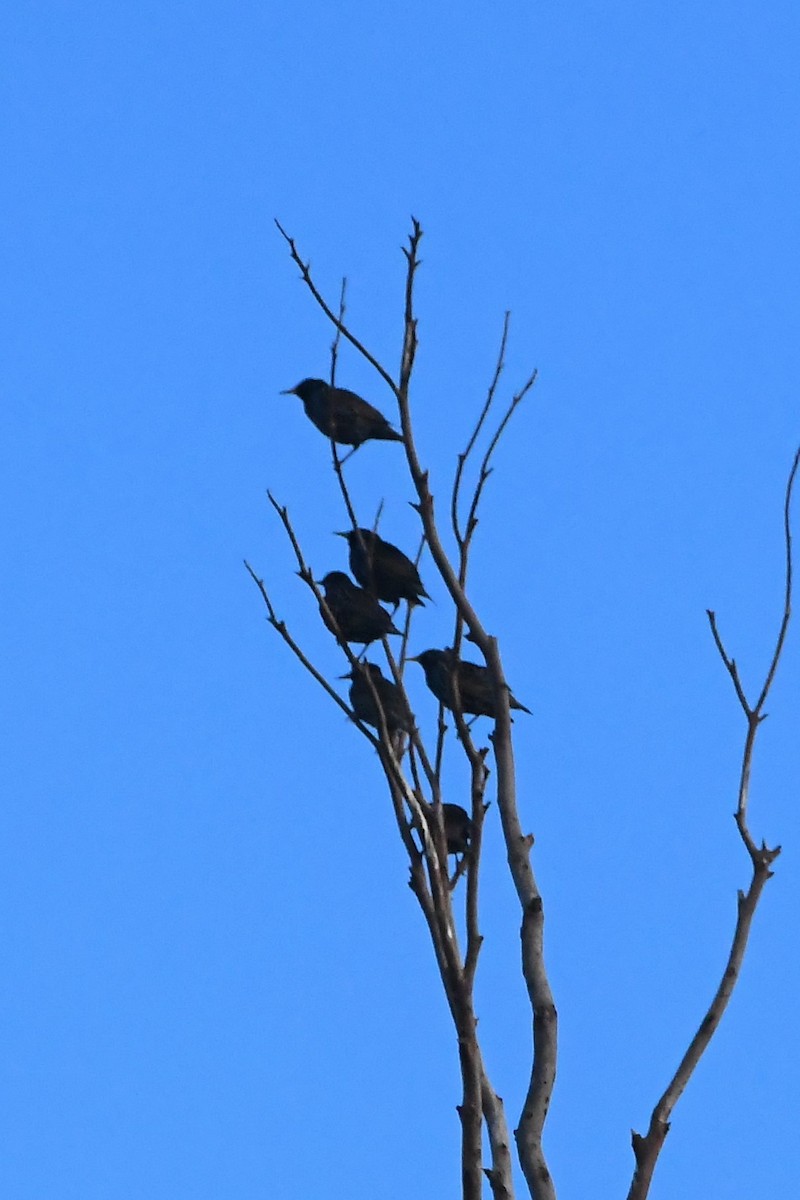 European Starling - ML620691874