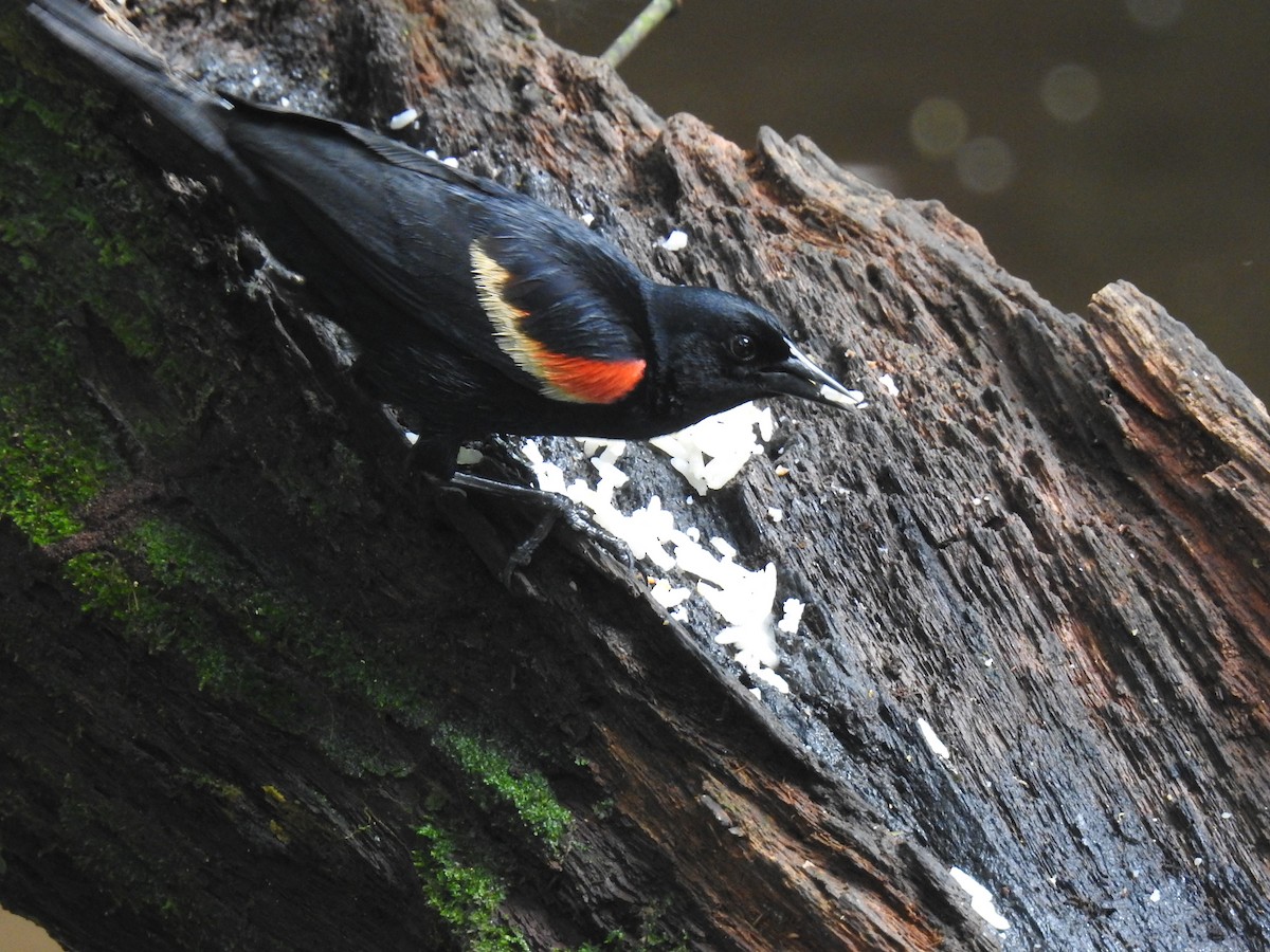 Red-winged Blackbird - ML620691875