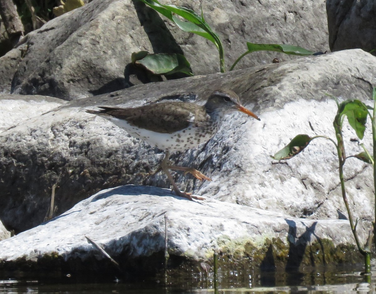 Spotted Sandpiper - ML620691878