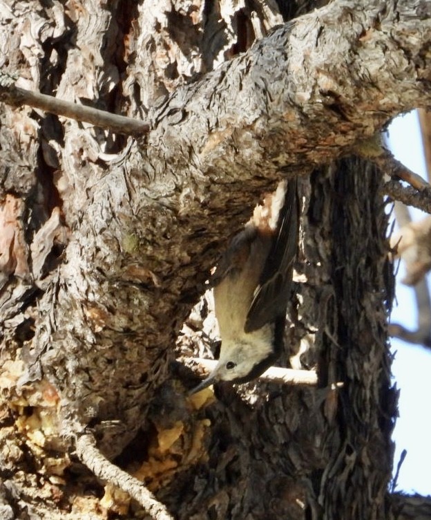 White-breasted Nuthatch - ML620691879