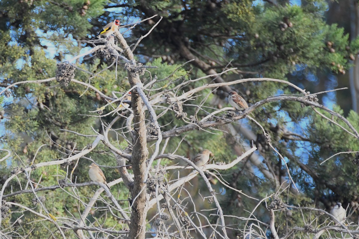 House Sparrow - ML620691880