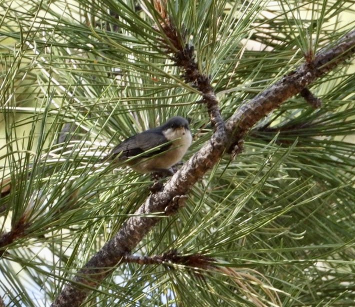 Pygmy Nuthatch - ML620691881