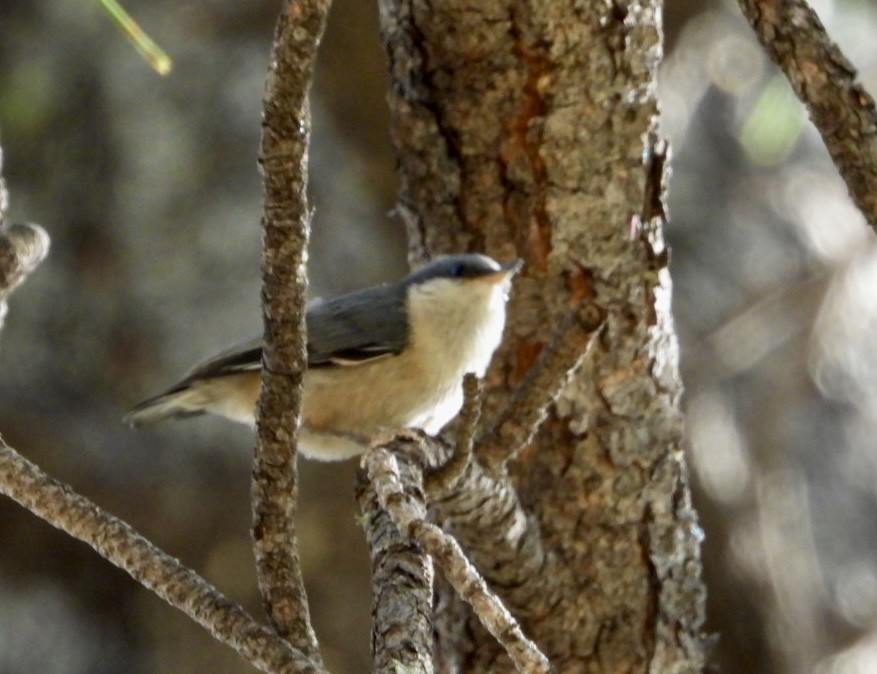 Pygmy Nuthatch - ML620691882