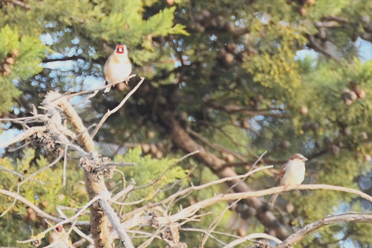 House Sparrow - ML620691886