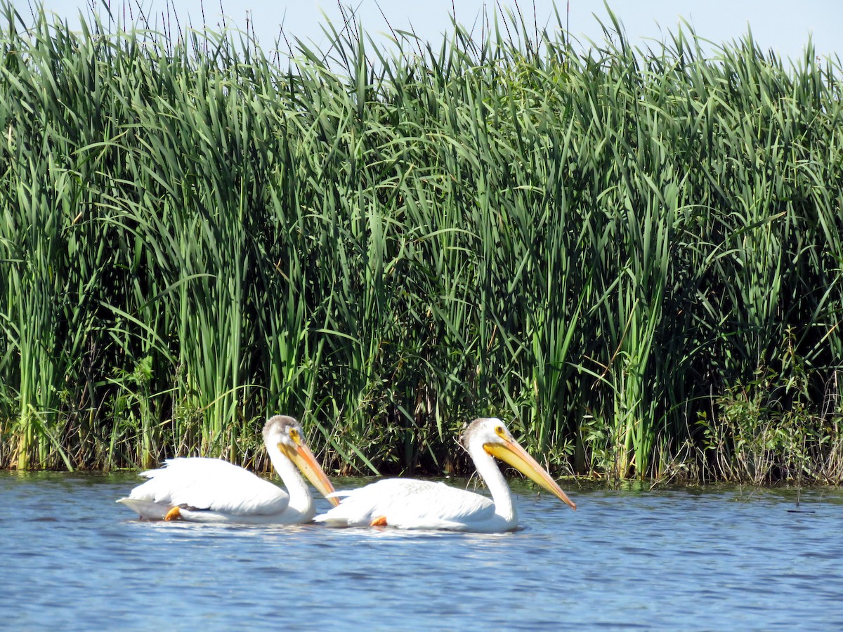 American White Pelican - ML620691887