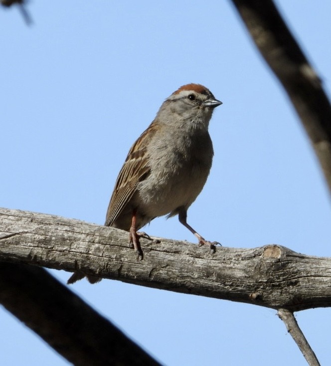 Chipping Sparrow - ML620691889