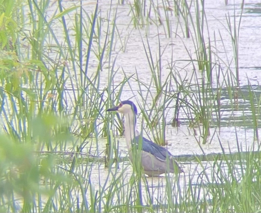 Black-crowned Night Heron - ML620691895