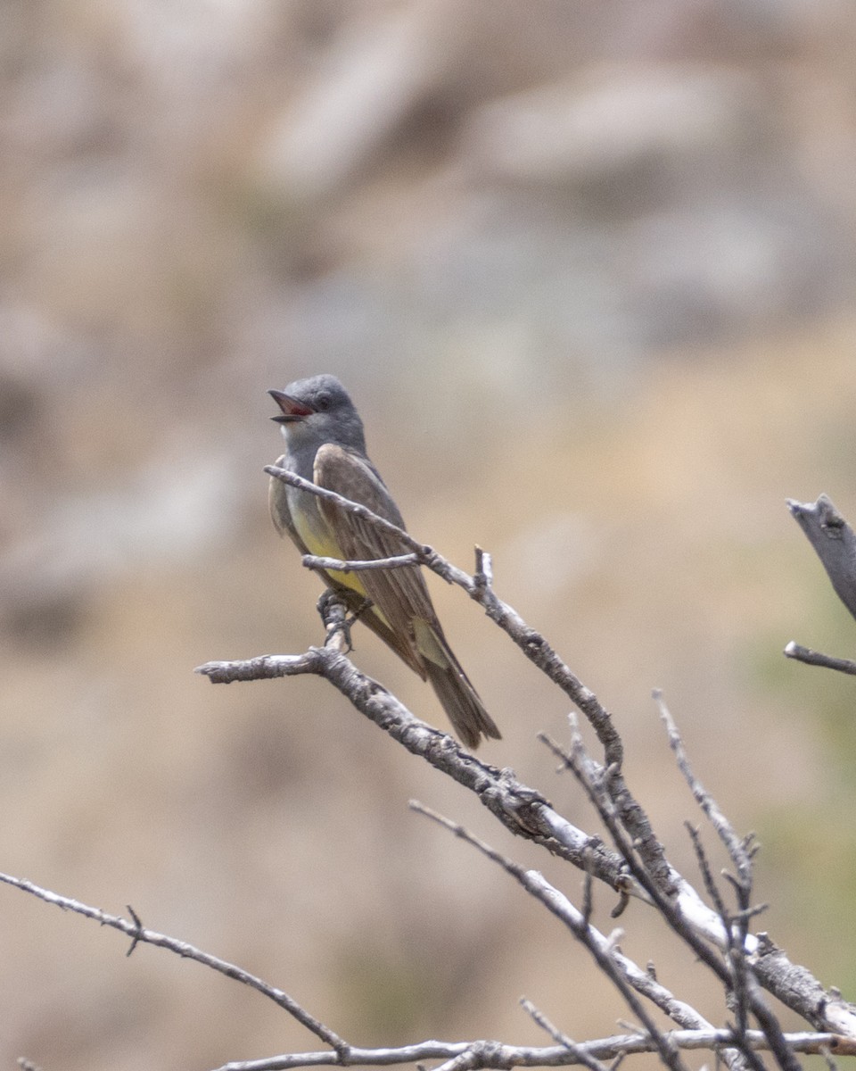 Cassin's Kingbird - ML620691896