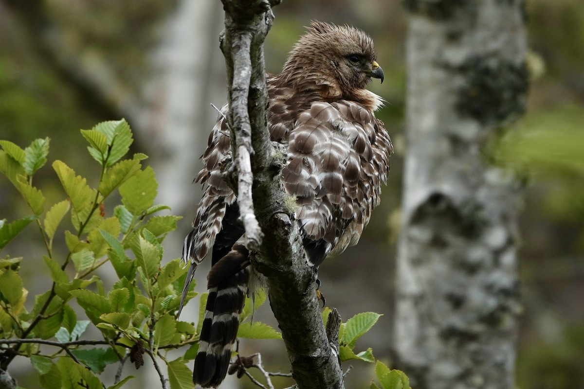 Red-shouldered Hawk - ML620691902