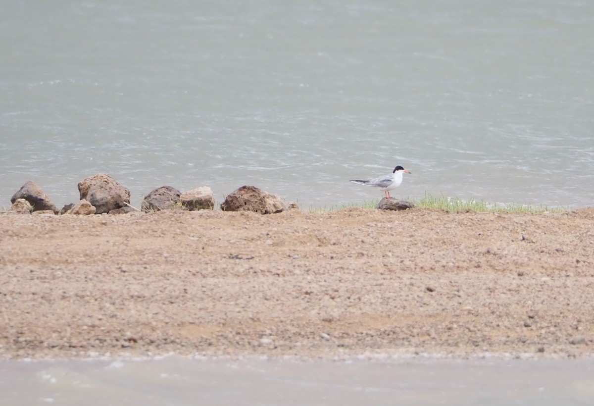 Forster's Tern - ML620691903