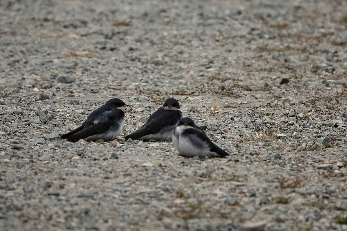 Golondrina Bicolor - ML620691904