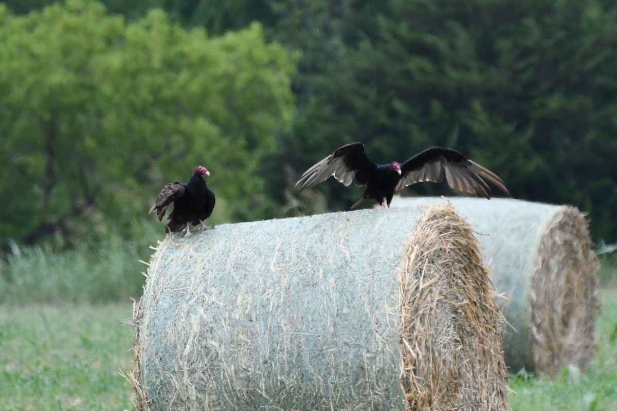 Turkey Vulture - ML620691907