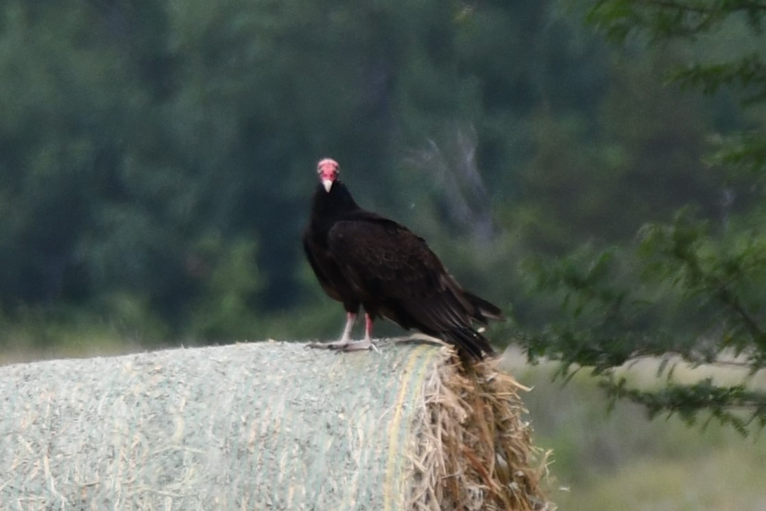 Turkey Vulture - ML620691908