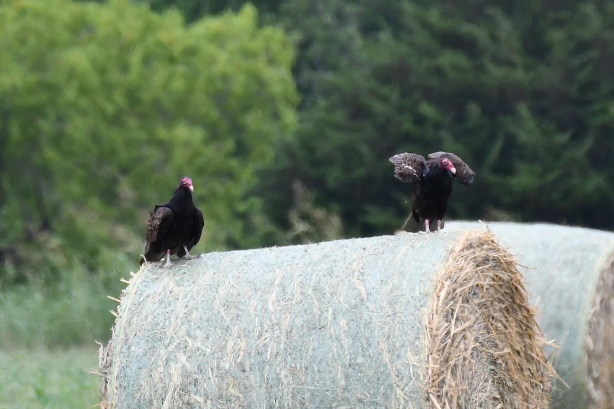 Turkey Vulture - ML620691910