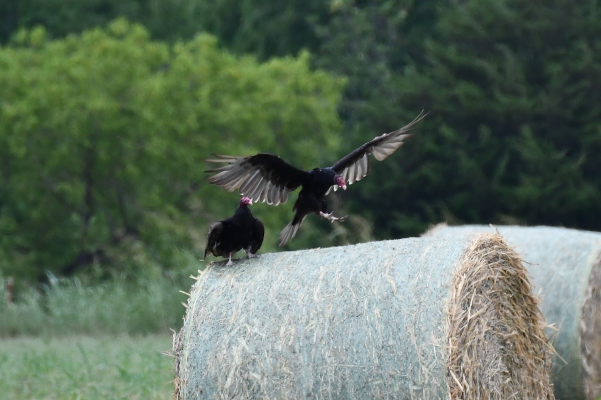 Turkey Vulture - ML620691911