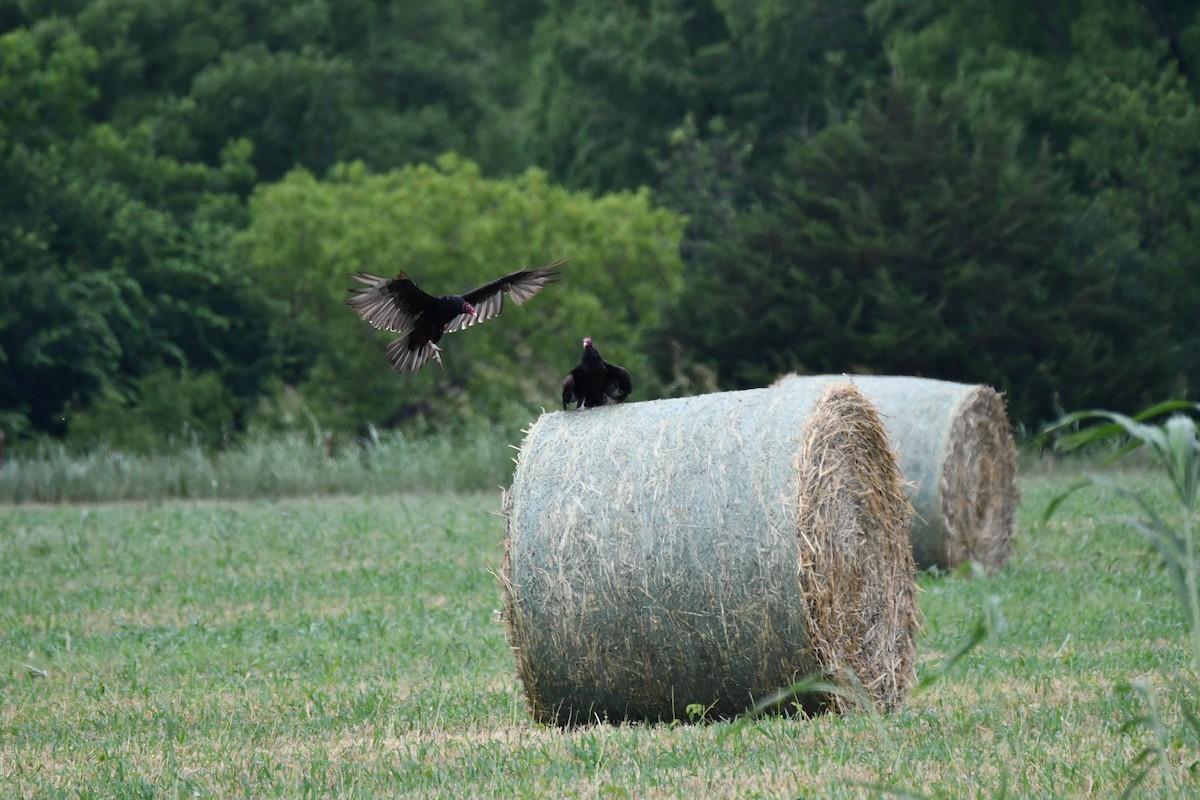 Turkey Vulture - ML620691916