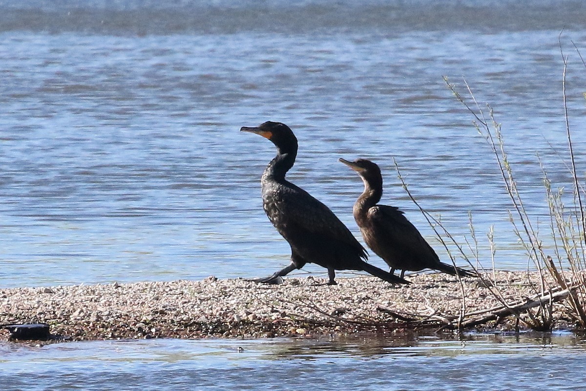 Cormorán Biguá - ML620691918