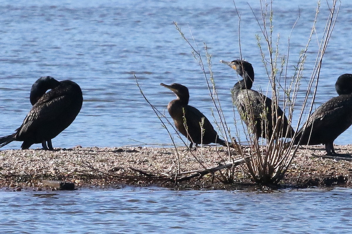 Cormorán Biguá - ML620691921