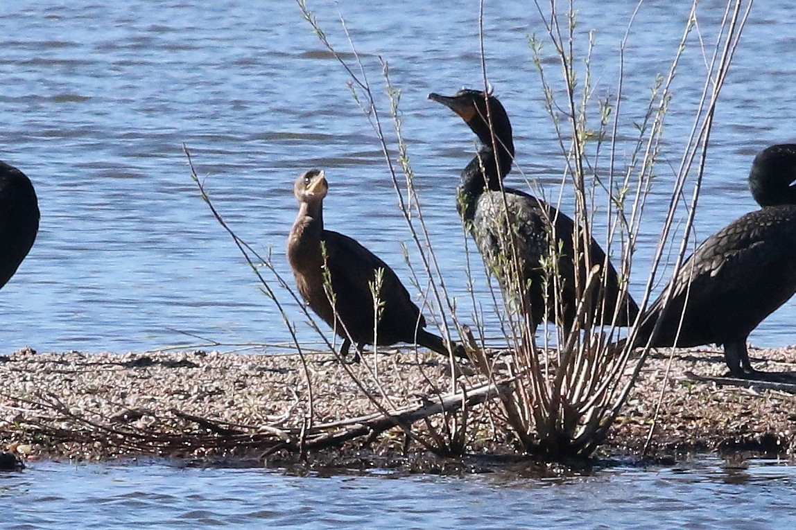 Cormorán Biguá - ML620691923