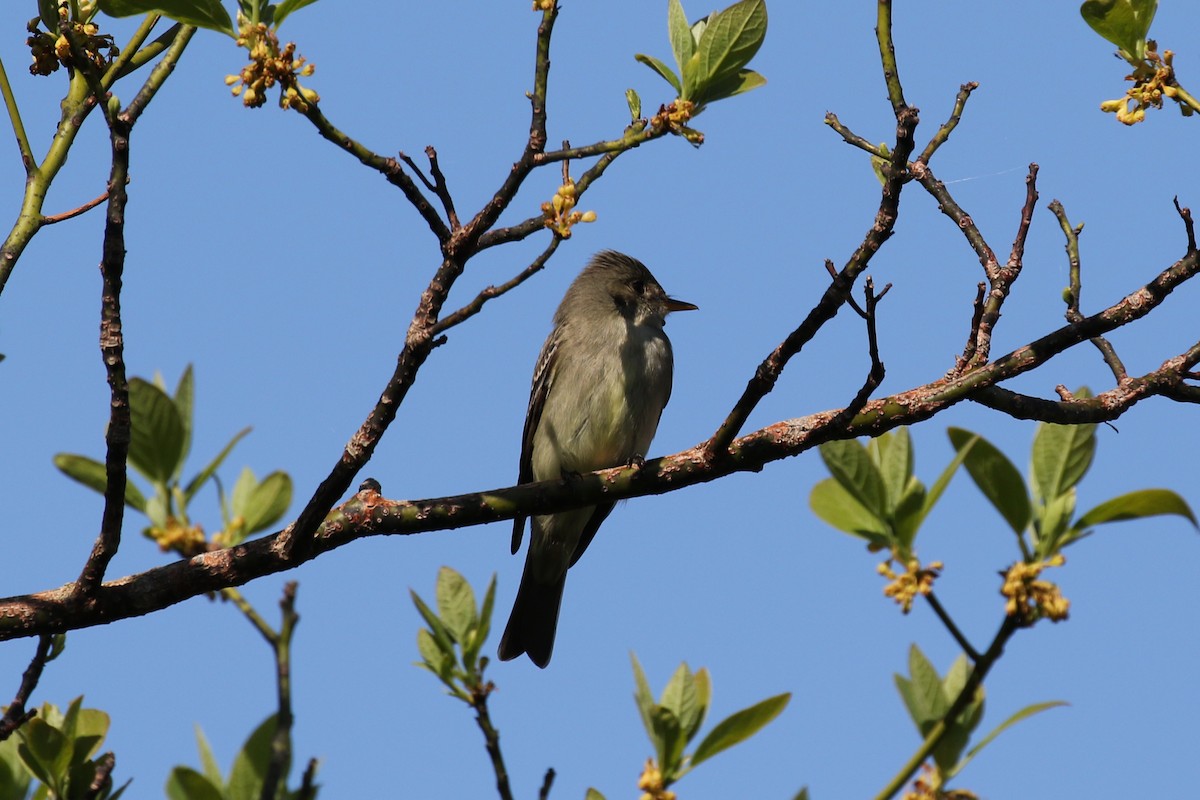 Eastern Wood-Pewee - ML620691928