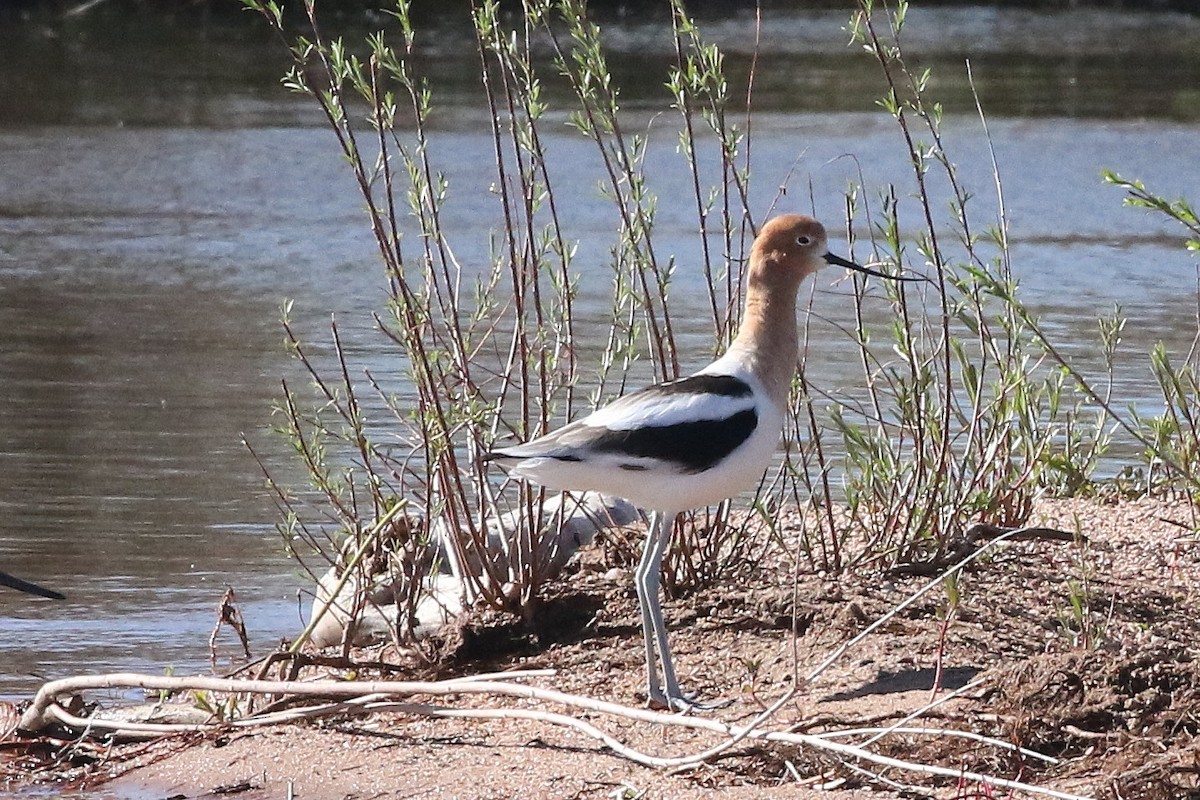 Avoceta Americana - ML620691930