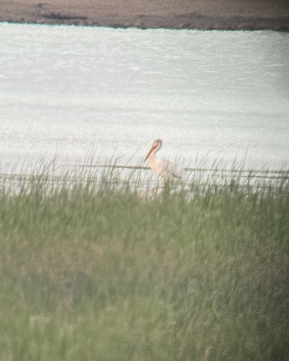 American White Pelican - ML620691931