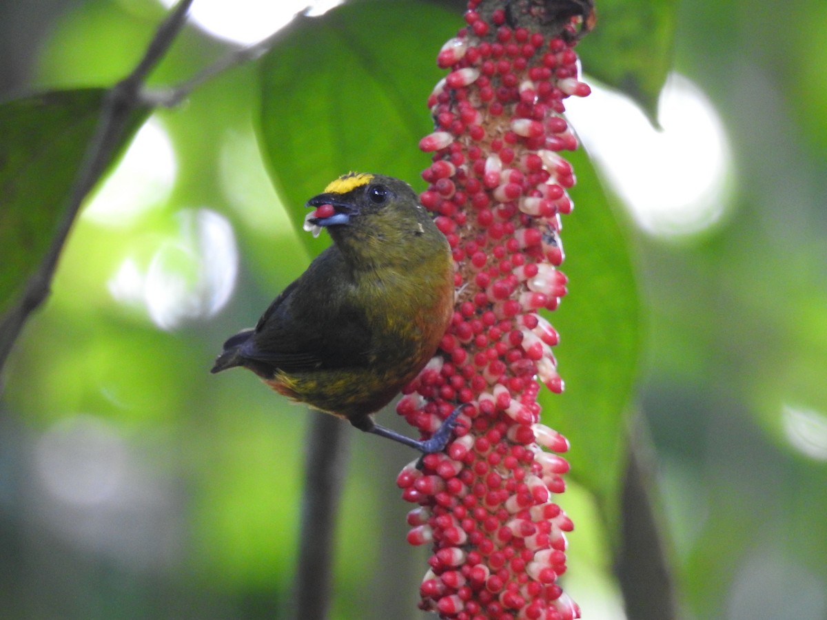 Olive-backed Euphonia - ML620691936