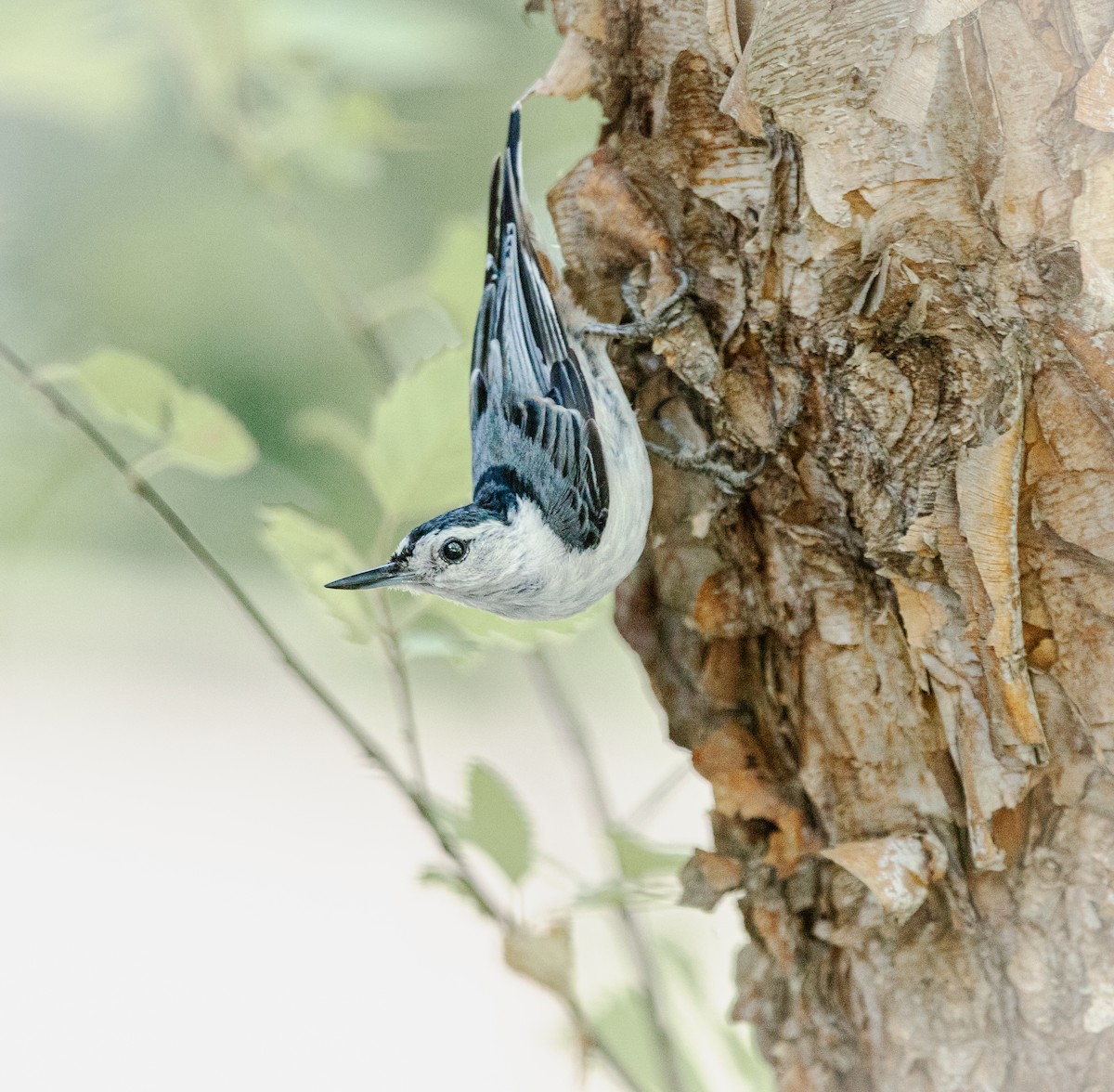 White-breasted Nuthatch - ML620691939