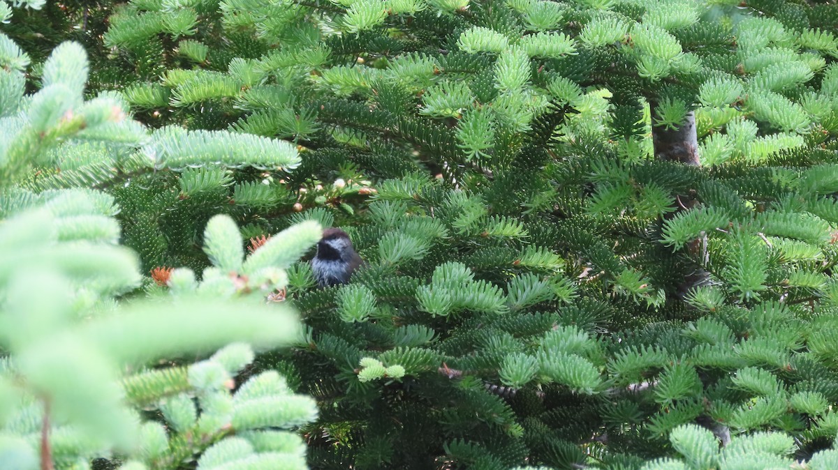 Boreal Chickadee - ML620691948