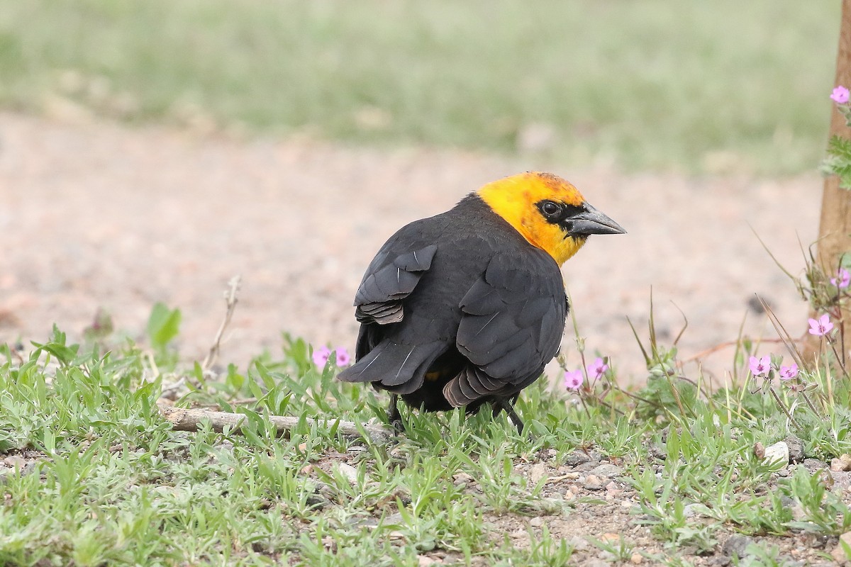 Yellow-headed Blackbird - ML620691950