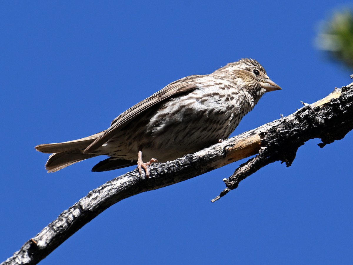 Cassin's Finch - ML620691951