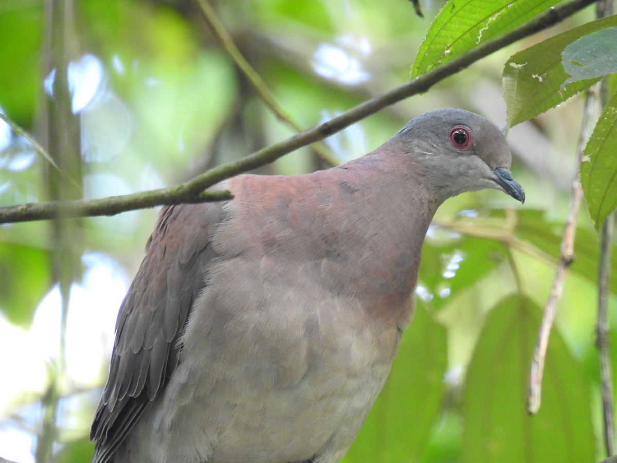 Pale-vented Pigeon - ML620691955