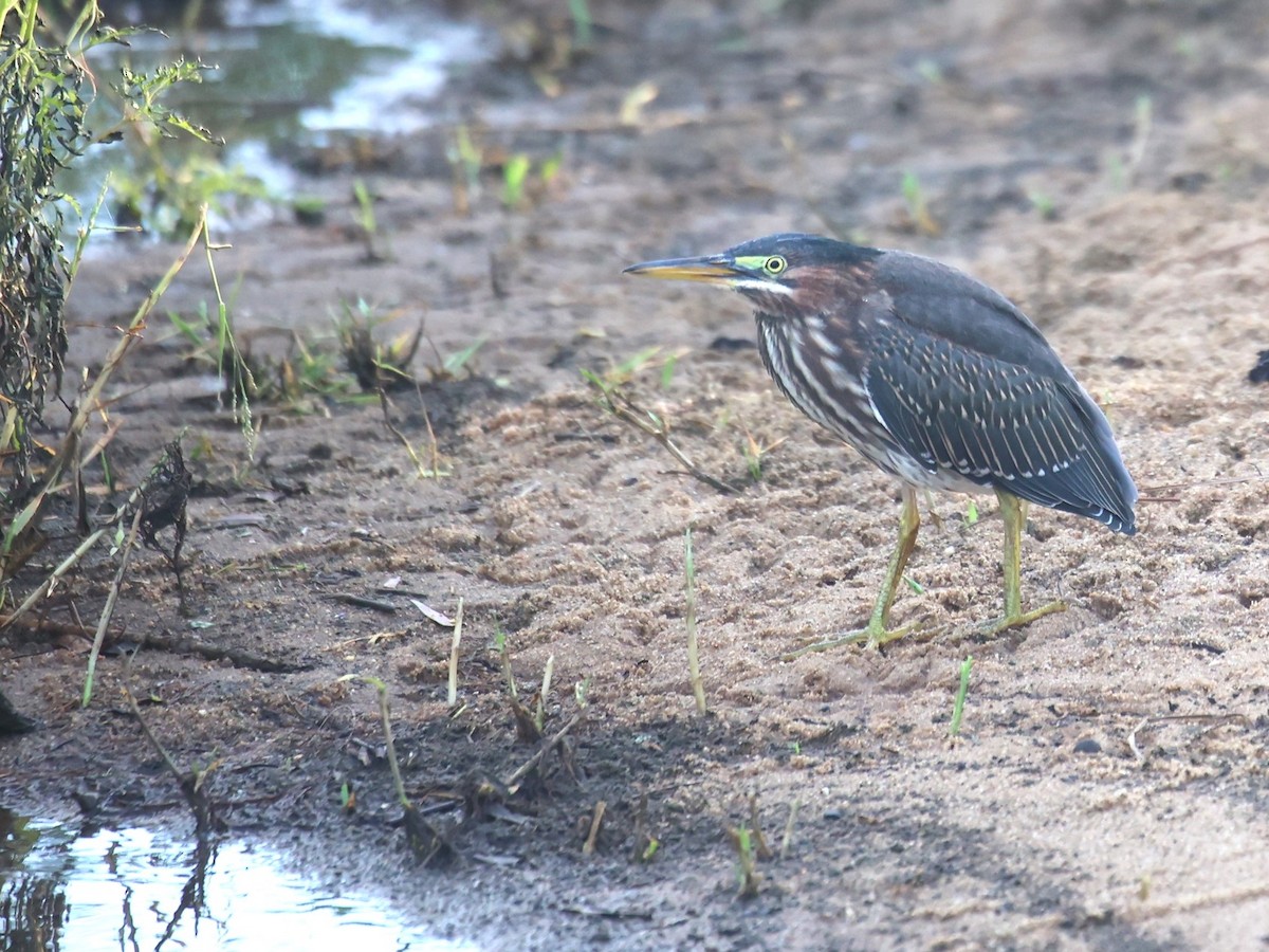 Green Heron - ML620691956