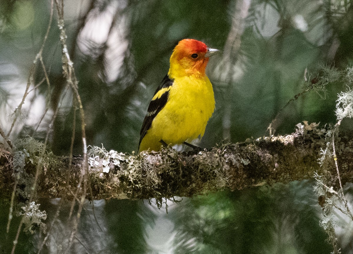 Western Tanager - ML620691958
