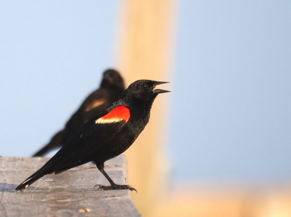 Red-winged Blackbird - ML620691960