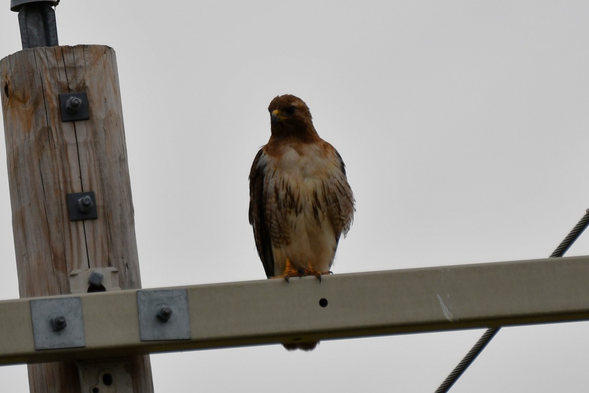Red-tailed Hawk - ML620691961