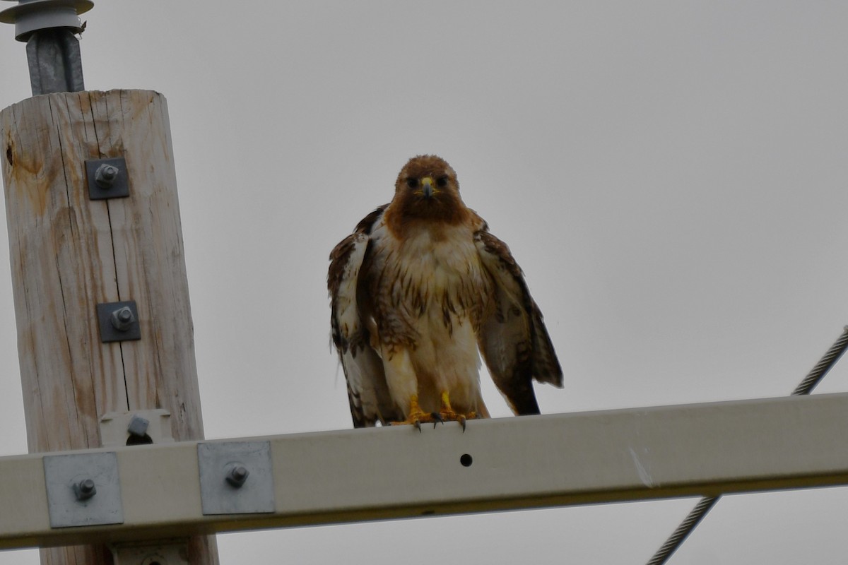 Red-tailed Hawk - Carmen Ricer