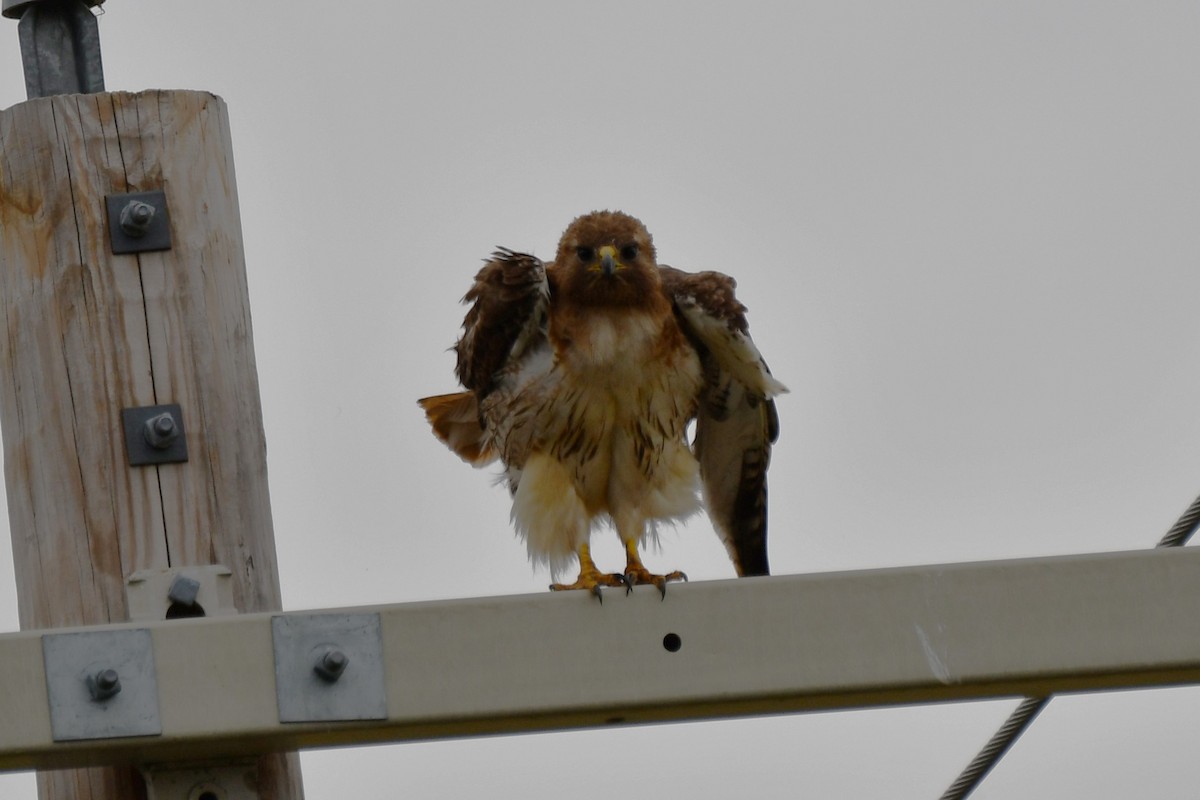 Red-tailed Hawk - ML620691963
